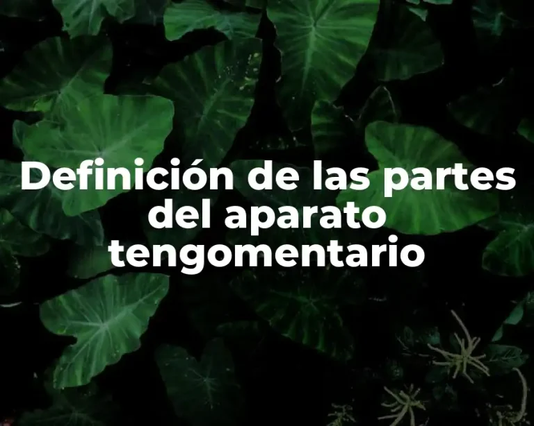 Definición de las partes del aparato tengomentario