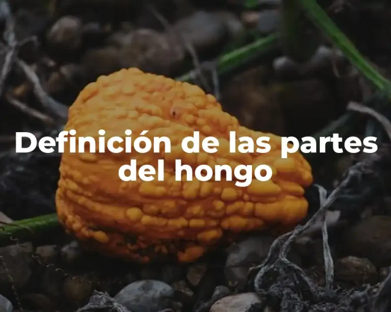 Definición de las partes del hongo