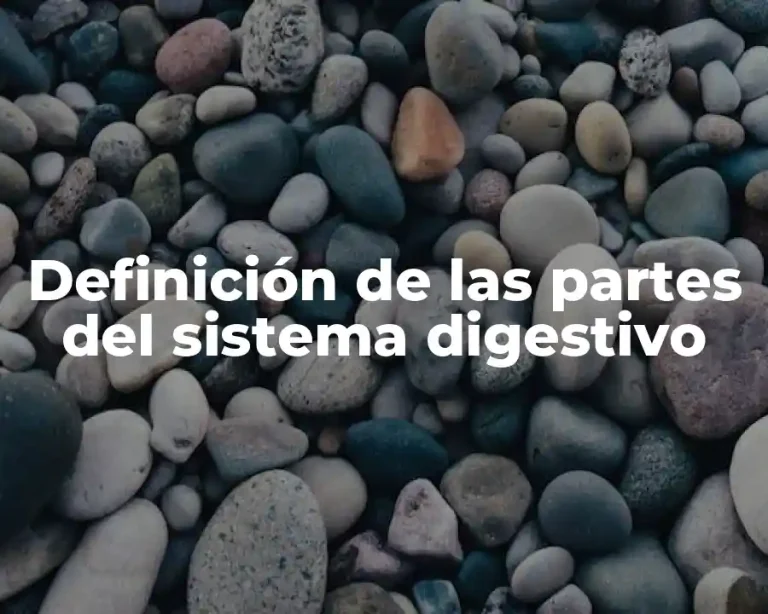 Definición de las partes del sistema digestivo