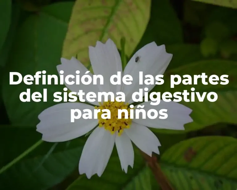 Definición de las partes del sistema digestivo para niños