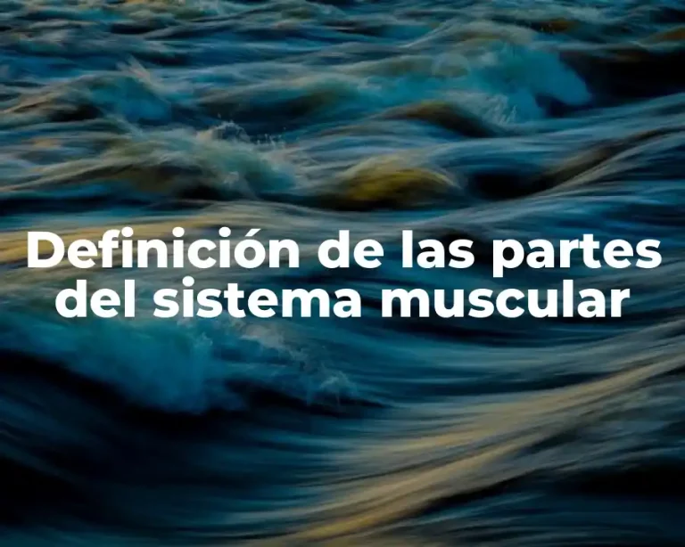 Definición de las partes del sistema muscular