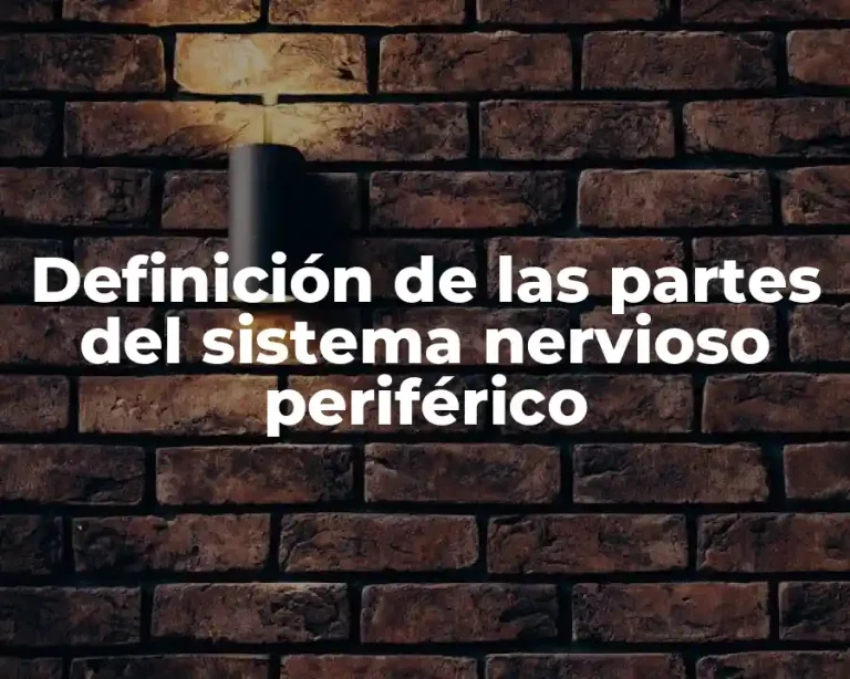 Definición de las partes del sistema nervioso periférico