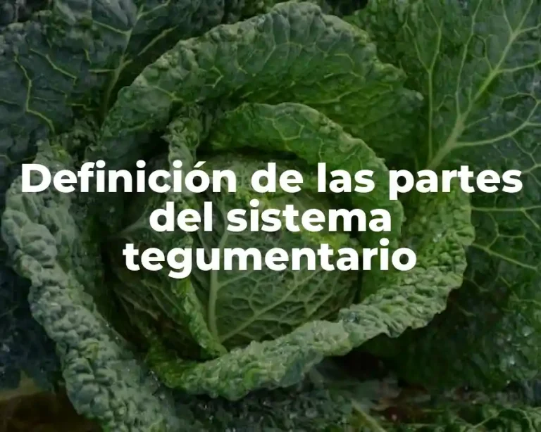Definición de las partes del sistema tegumentario