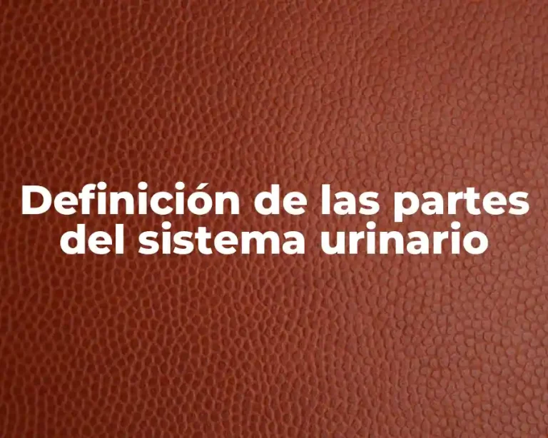 Definición de las partes del sistema urinario