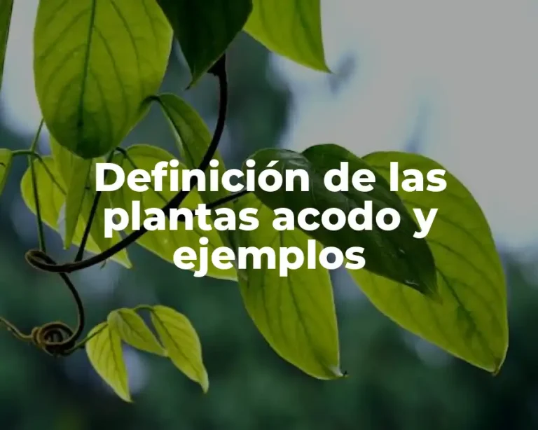 Definición de las plantas acodo y ejemplos