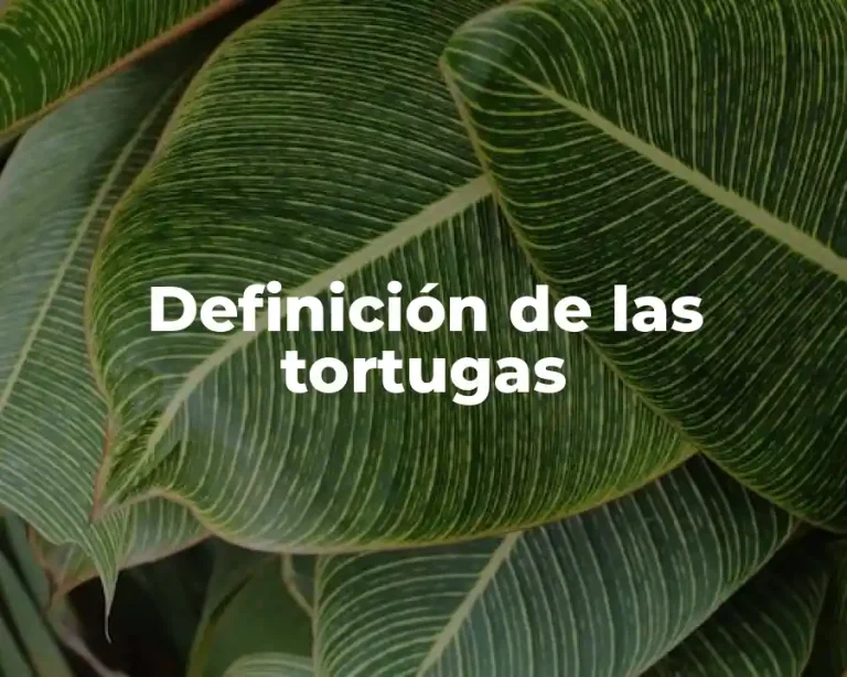 Definición de las tortugas