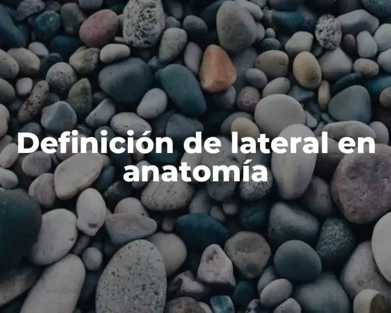 Definición de lateral en anatomía