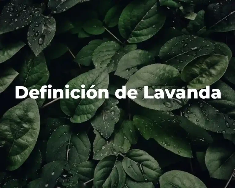 Definición de Lavanda
