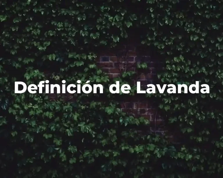 Definición de Lavanda