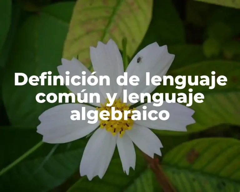 Definición de lenguaje común y lenguaje algebraico