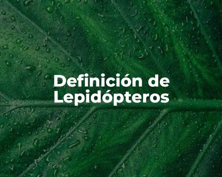 Definición de Lepidópteros