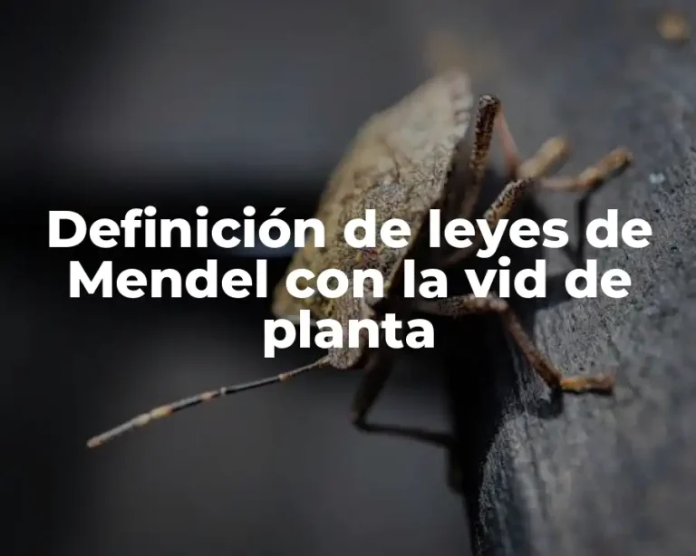 Definición de leyes de Mendel con la vid de planta