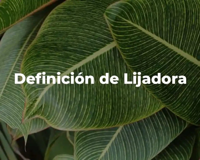 Definición de Lijadora