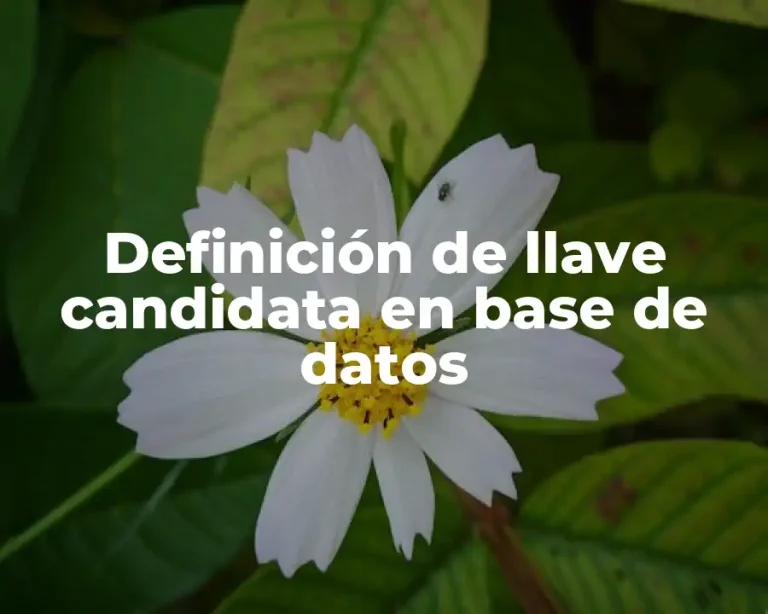 Definición de llave candidata en base de datos
