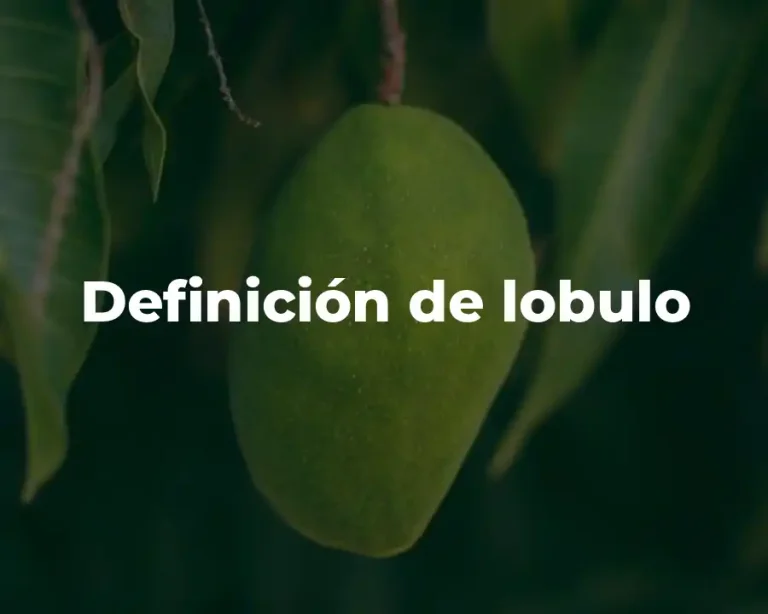 Definición de lobulo