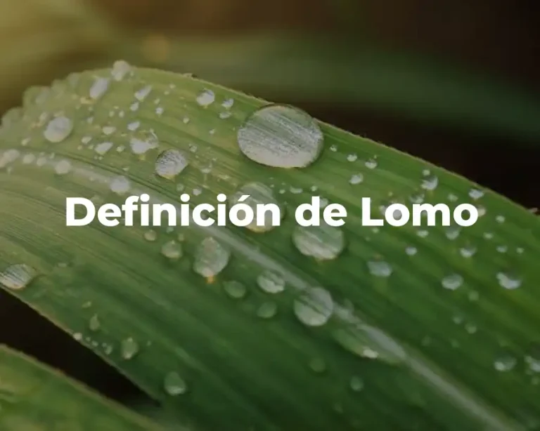 Definición de Lomo