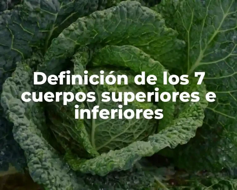 Definición de los 7 cuerpos superiores e inferiores