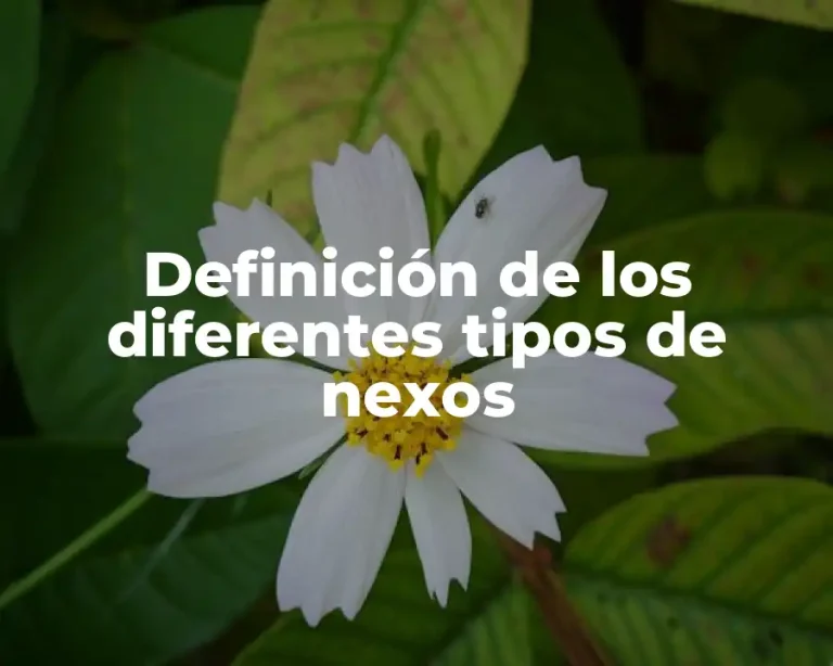 Definición de los diferentes tipos de nexos