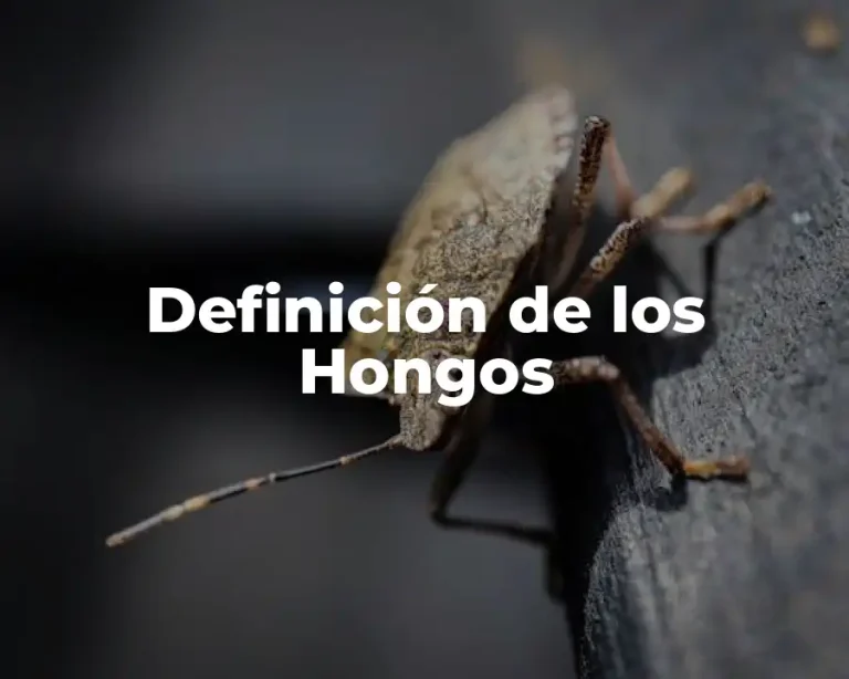 Definición de los Hongos