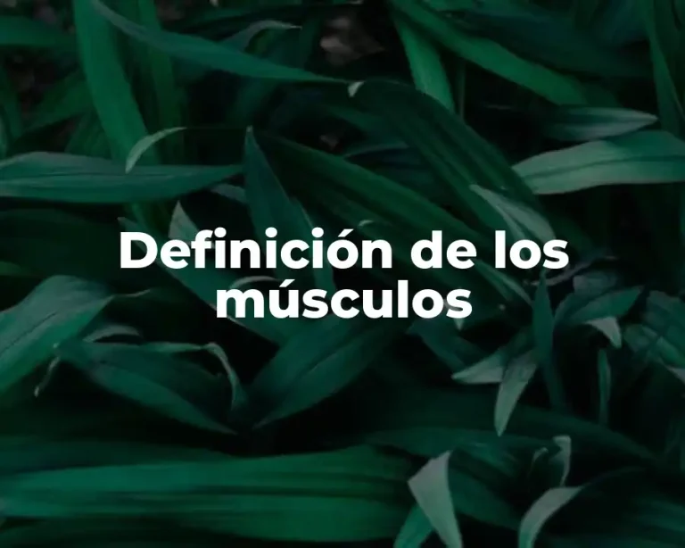 Definición de los músculos