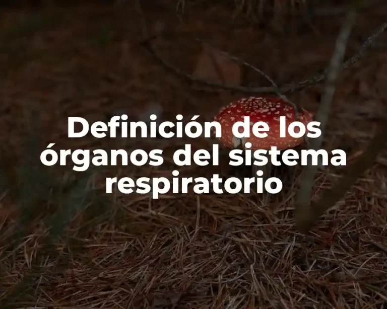 Definición de los órganos del sistema respiratorio