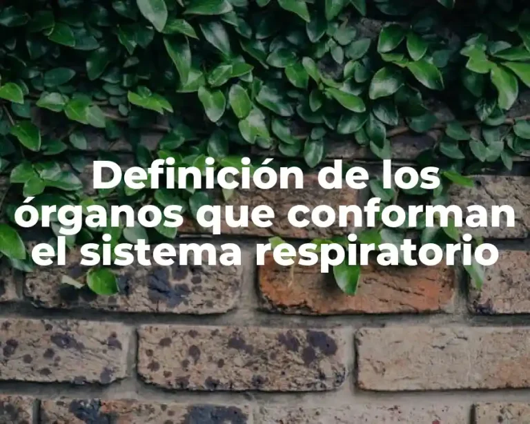 Definición de los órganos que conforman el sistema respiratorio