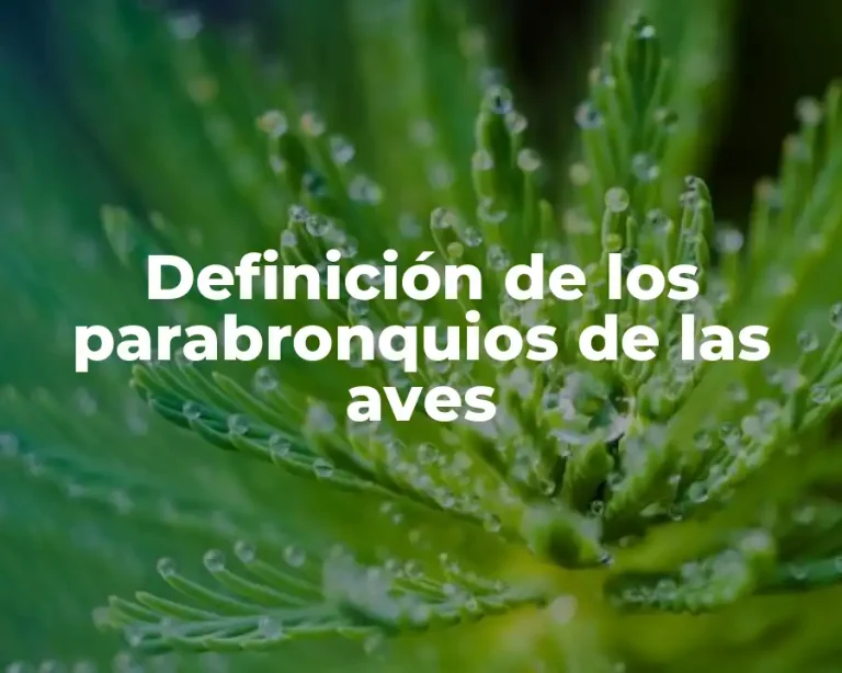Definición de los parabronquios de las aves