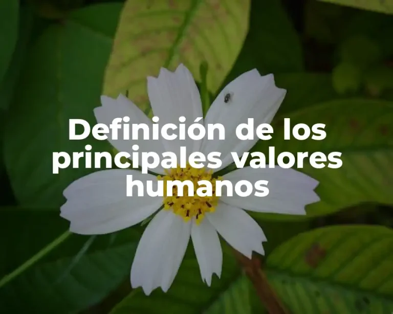 Definición de los principales valores humanos