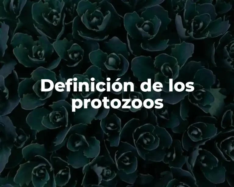 Definición de los protozoos