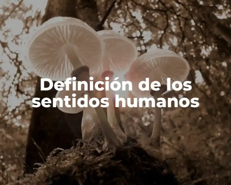 Definición de los sentidos humanos