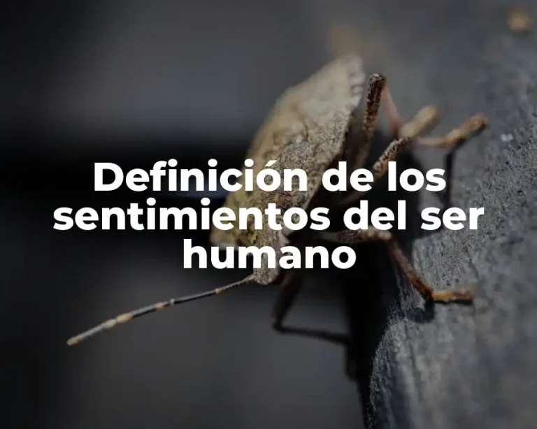 Definición de los sentimientos del ser humano