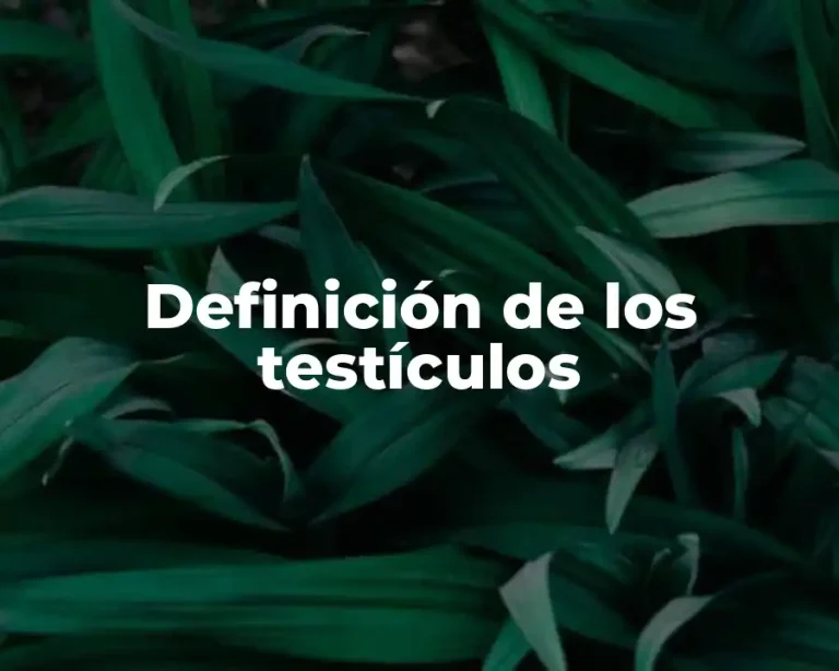 Definición de los testículos