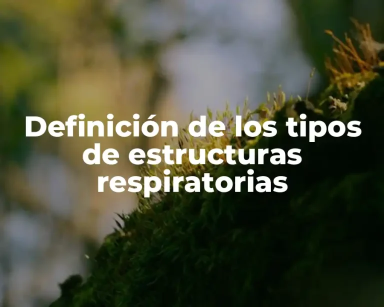 Definición de los tipos de estructuras respiratorias