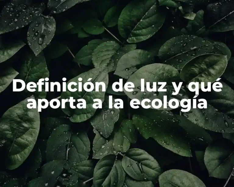 Definición de luz y qué aporta a la ecología