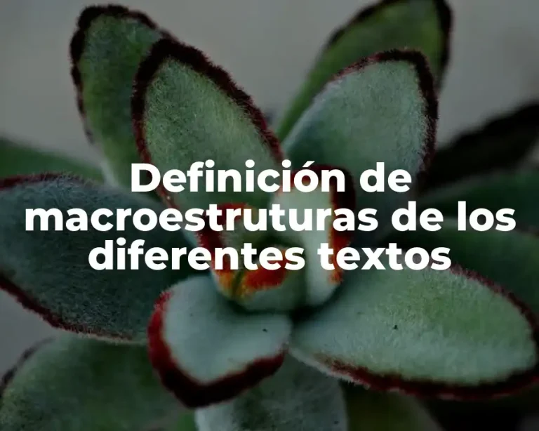 Definición de macroestruturas de los diferentes textos