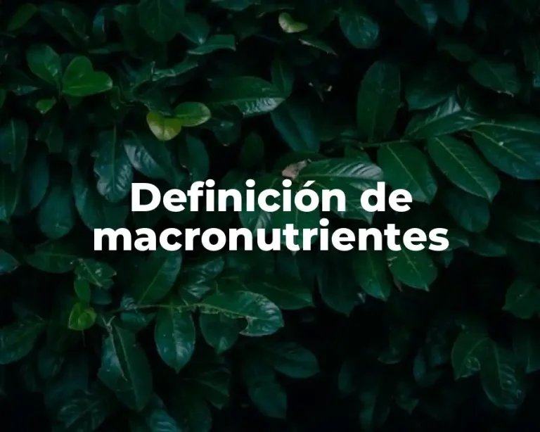 Definición de macronutrientes