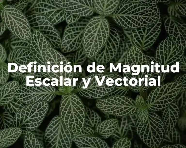 Definición de Magnitud Escalar y Vectorial