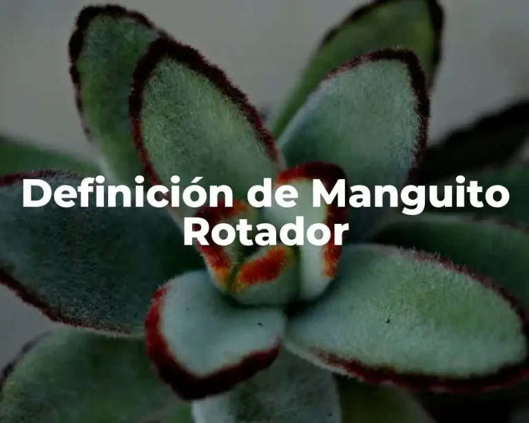 Definición de Manguito Rotador