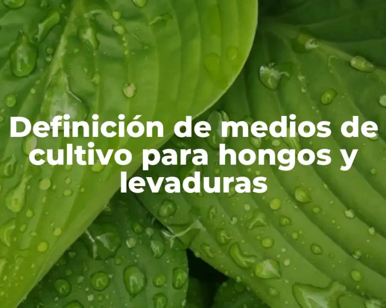 Definición de medios de cultivo para hongos y levaduras