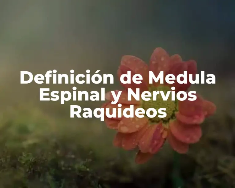 Definición de Medula Espinal y Nervios Raquideos