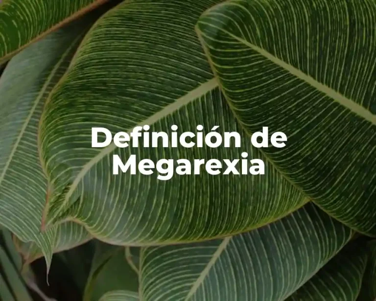 Definición de Megarexia