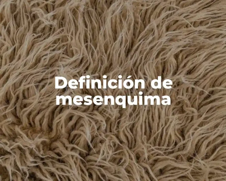 Definición de mesenquima