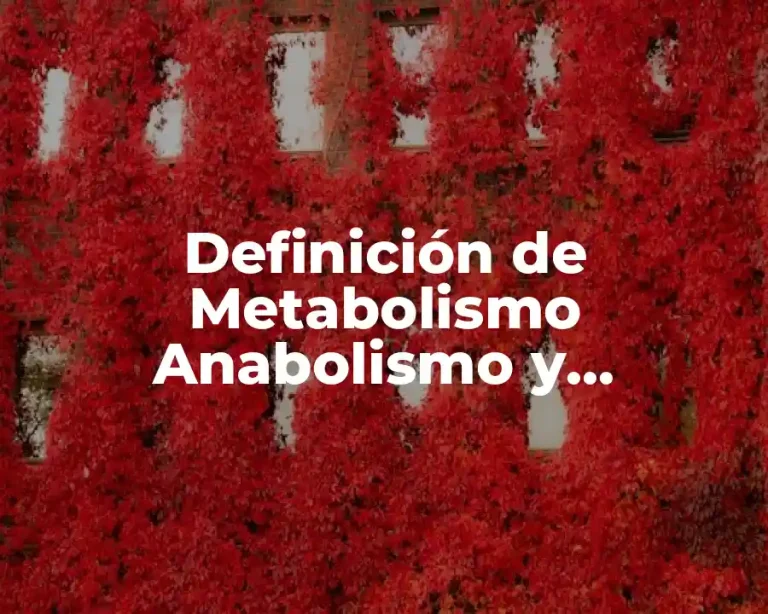 Definición de Metabolismo Anabolismo y Catabolismo