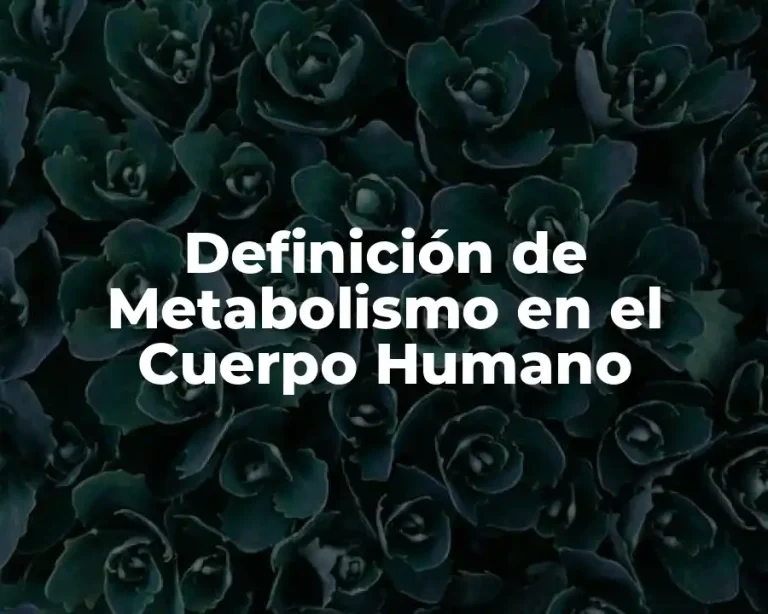 Definición de Metabolismo en el Cuerpo Humano