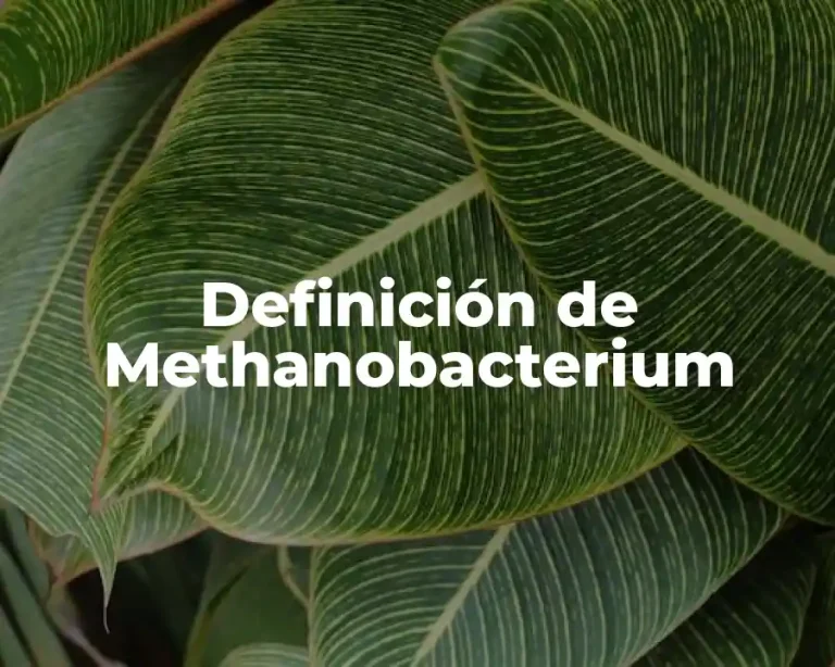 Definición de Methanobacterium