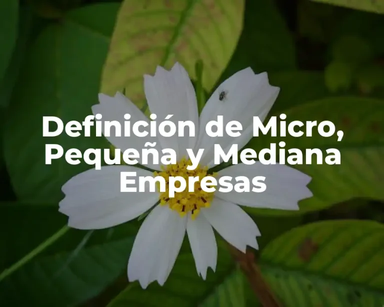 Definición de Micro, Pequeña y Mediana Empresas