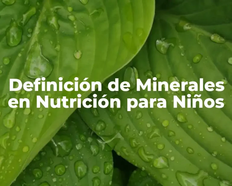 Definición de Minerales en Nutrición para Niños