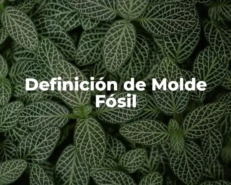 Definición de Molde Fósil
