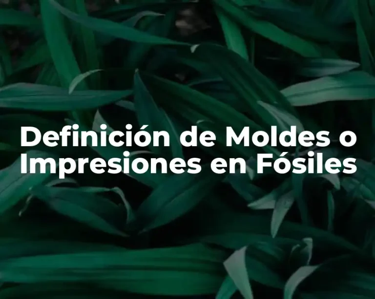 Definición de Moldes o Impresiones en Fósiles