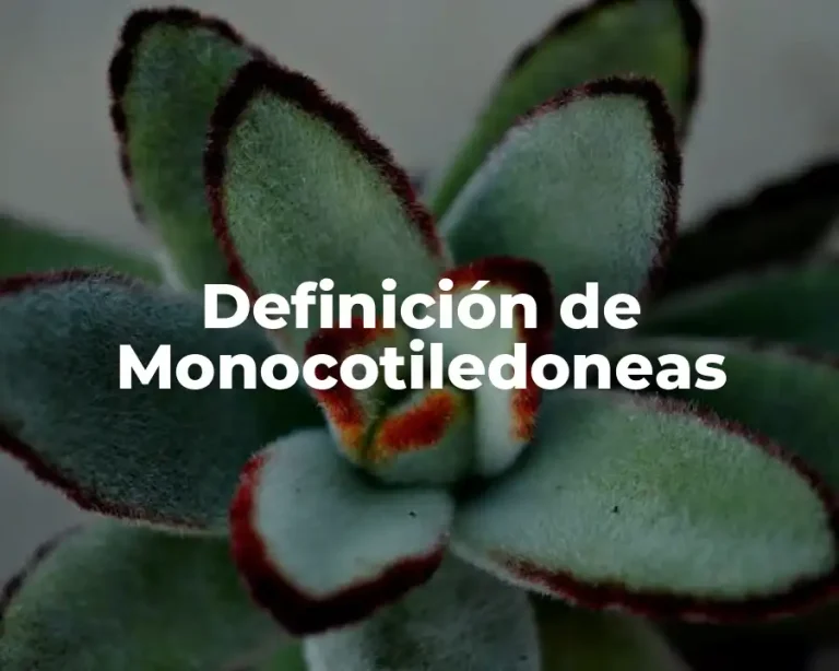 Definición de Monocotiledoneas